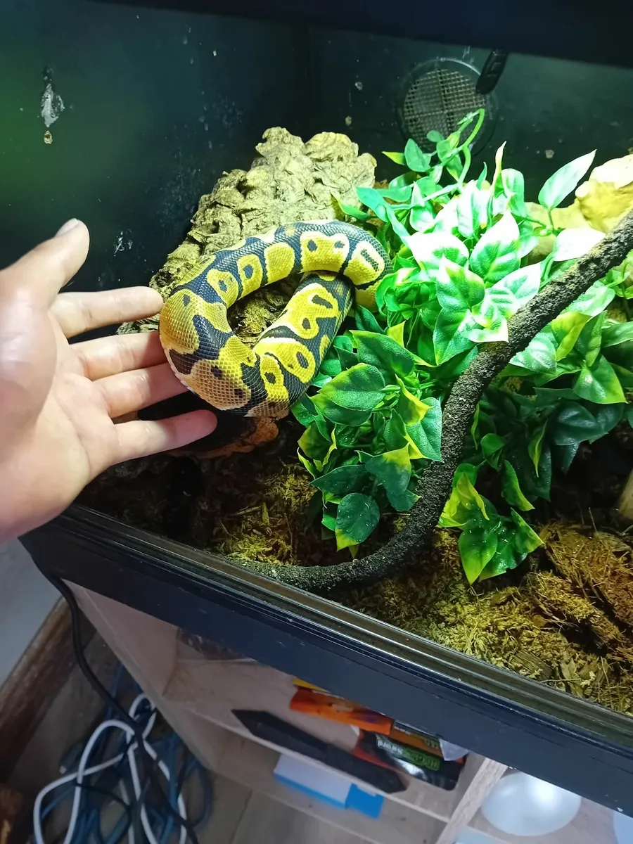 Ball python and enclosure - Image 3