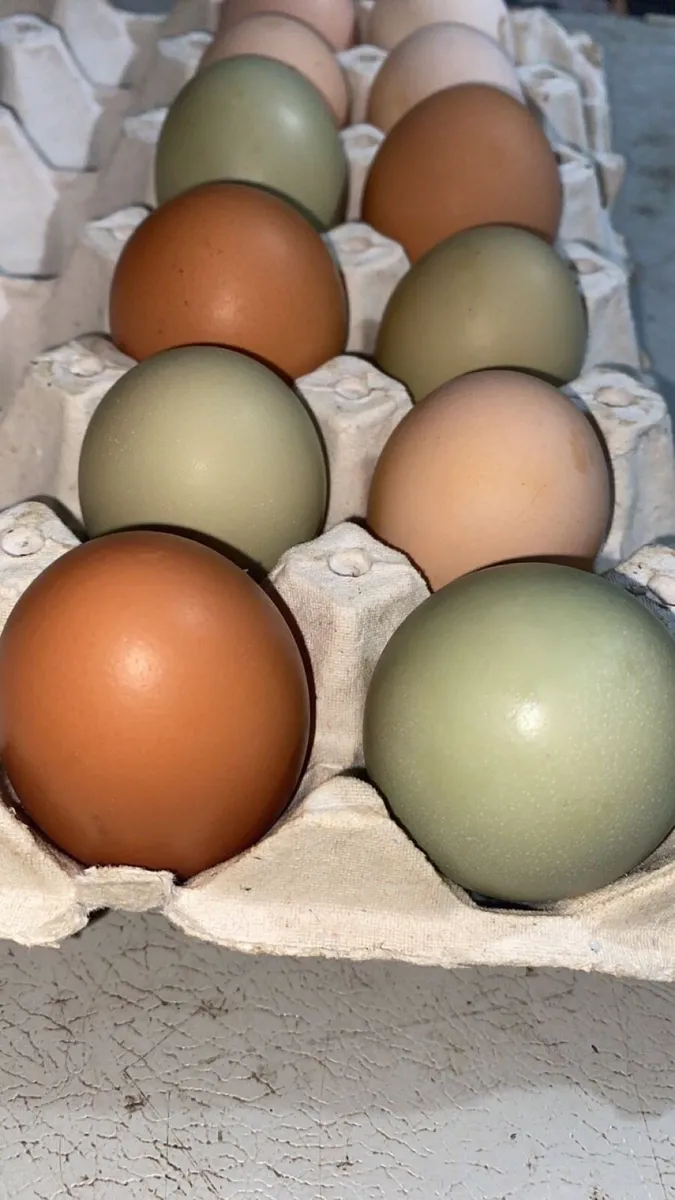 Chicks and fertile eggs - Image 3