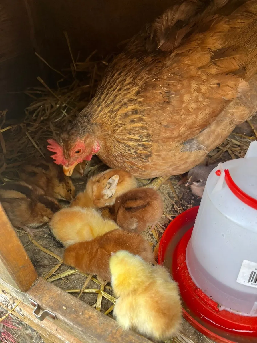 Chicks and fertile eggs - Image 2