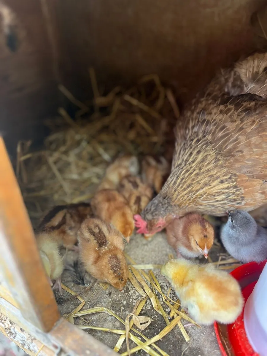 Chicks and fertile eggs - Image 1
