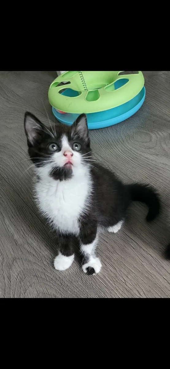 there is only one kitten left😍 - Image 1