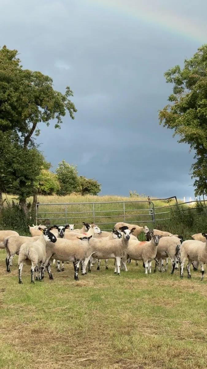 Hogget ewes - Image 2