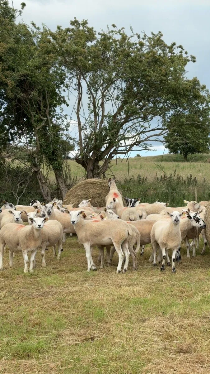 Hogget ewes - Image 3