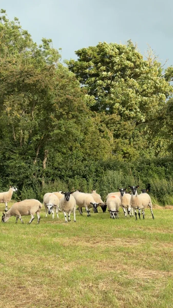 Hogget ewes - Image 4