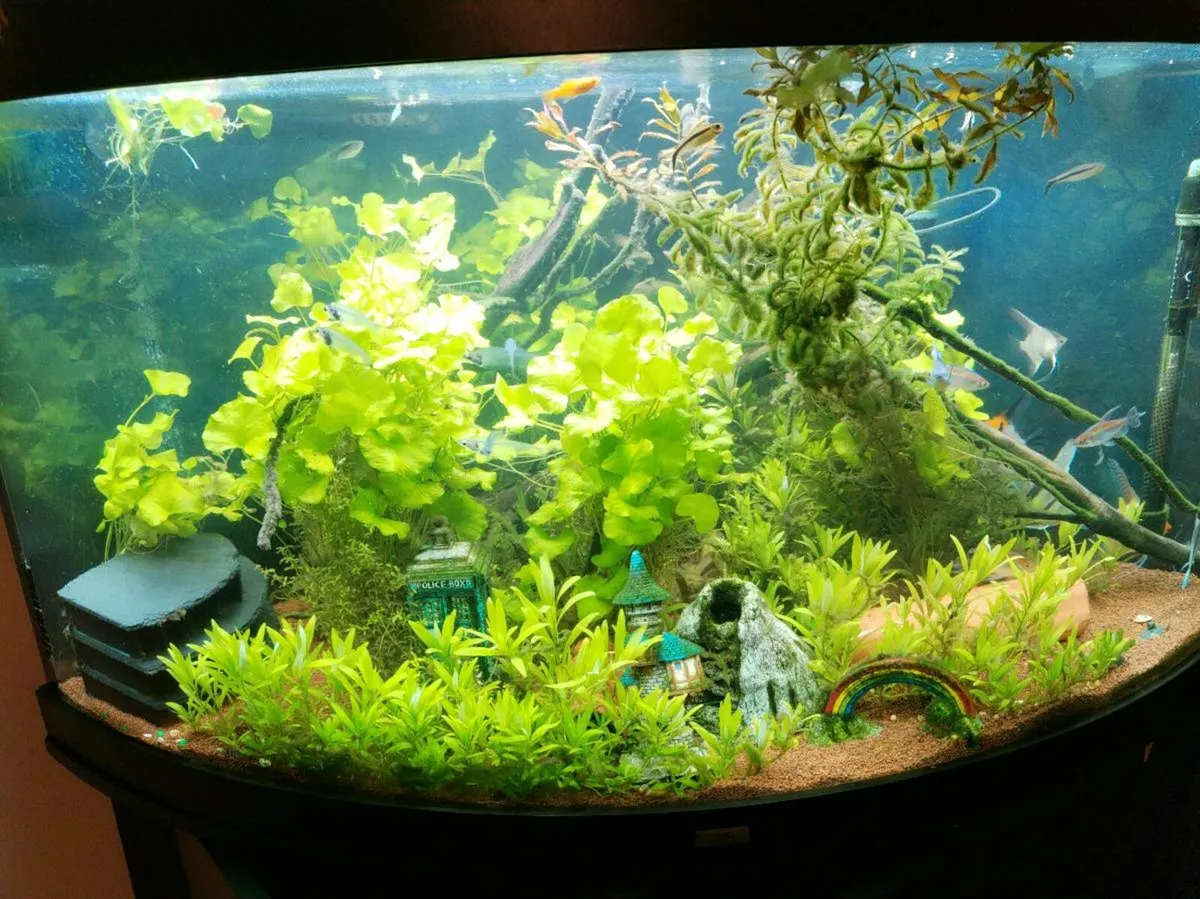 Juwel Trigon 350l (message here or WhatsApp only) - Image 2