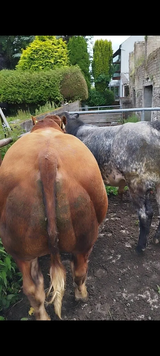 Belgian Blue Bulls and Limousin Bulls - Image 4