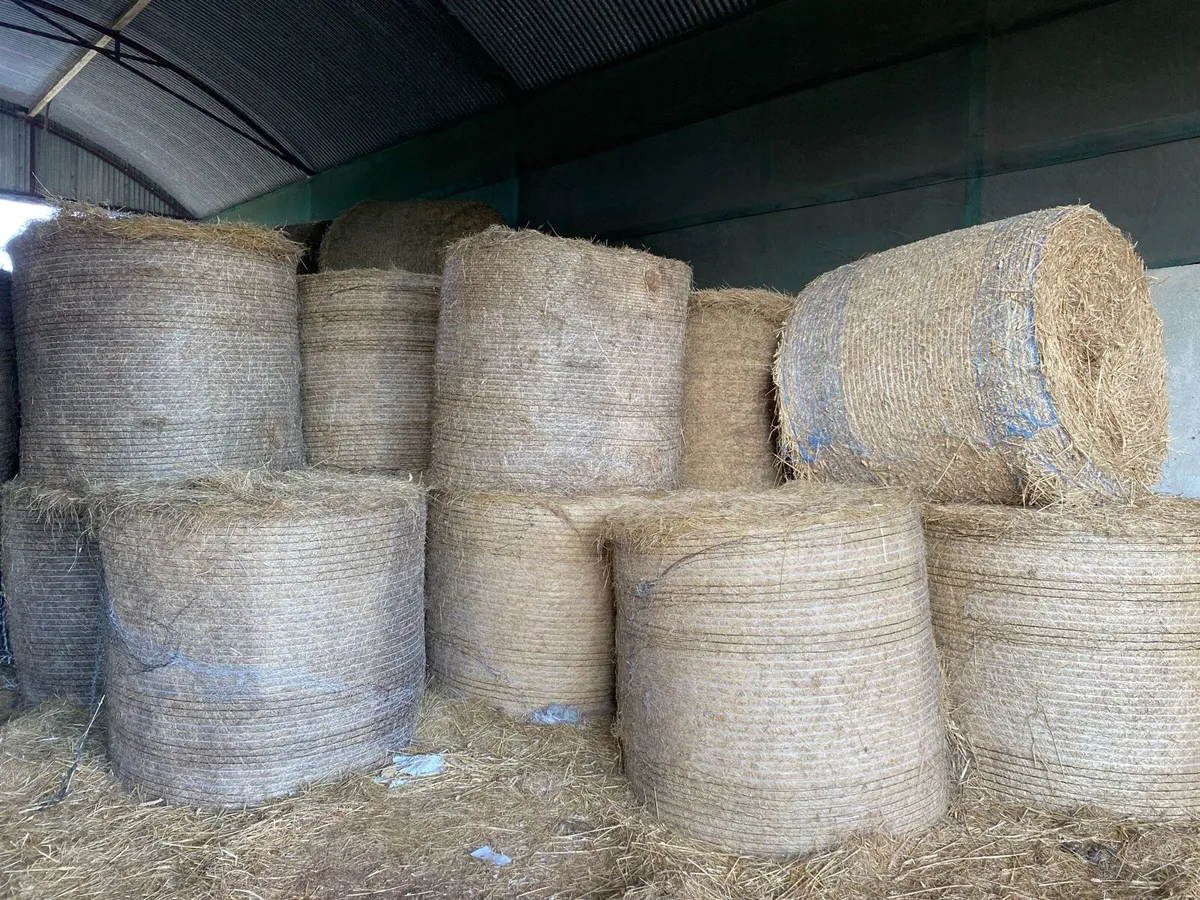 Hay