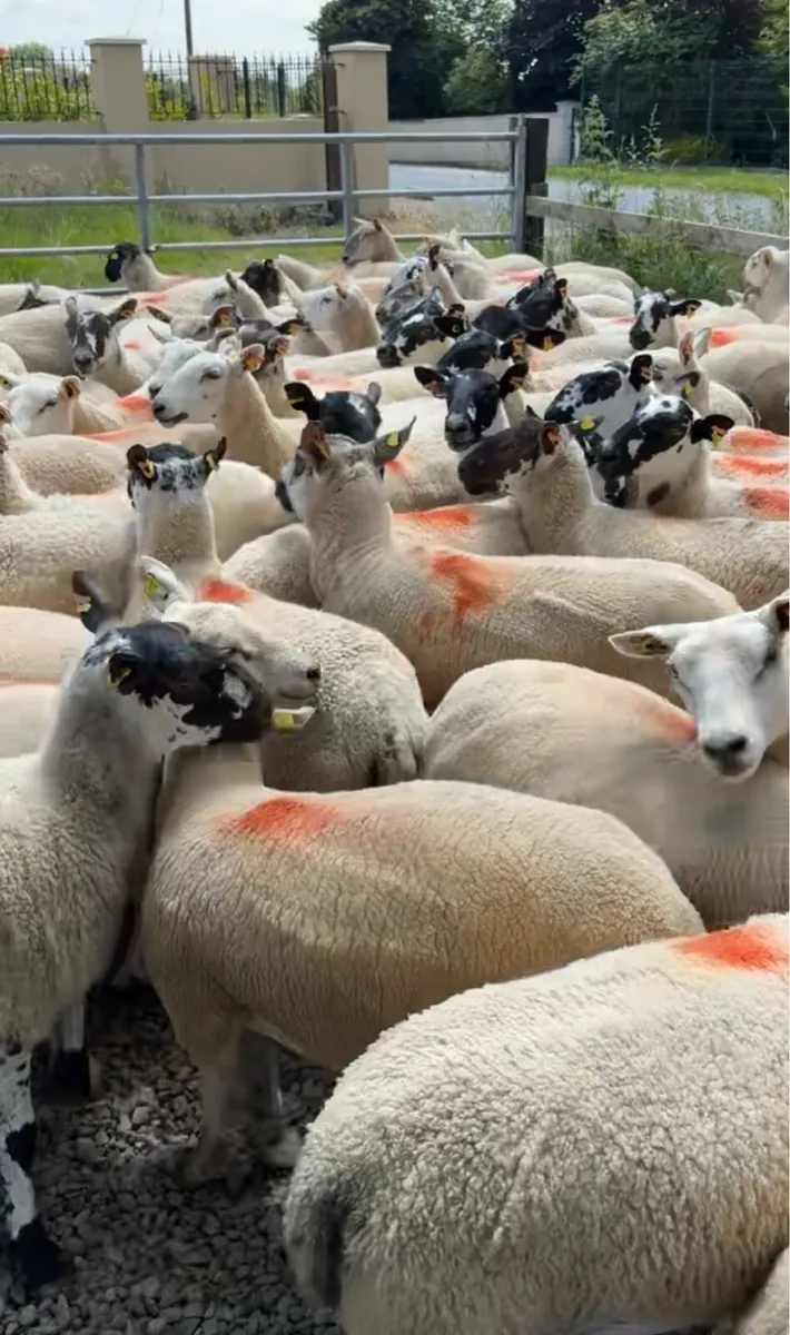 Hogget ewes - Image 1