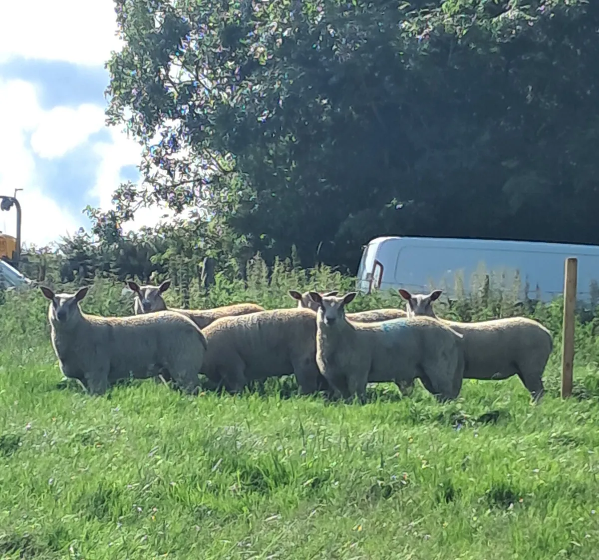 PB Registered Charollais Ewe Lambs Starter Flock - Image 1
