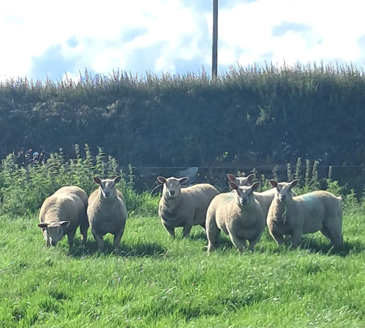 PB Registered Charollais Ewe Lambs Starter Flock - Image 3