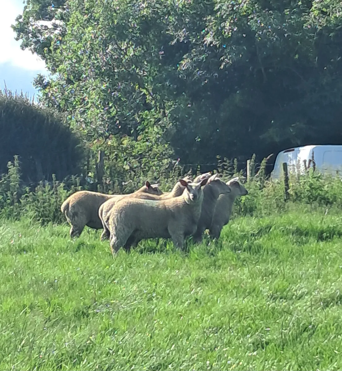 PB Registered Charollais Ewe Lambs Starter Flock - Image 4