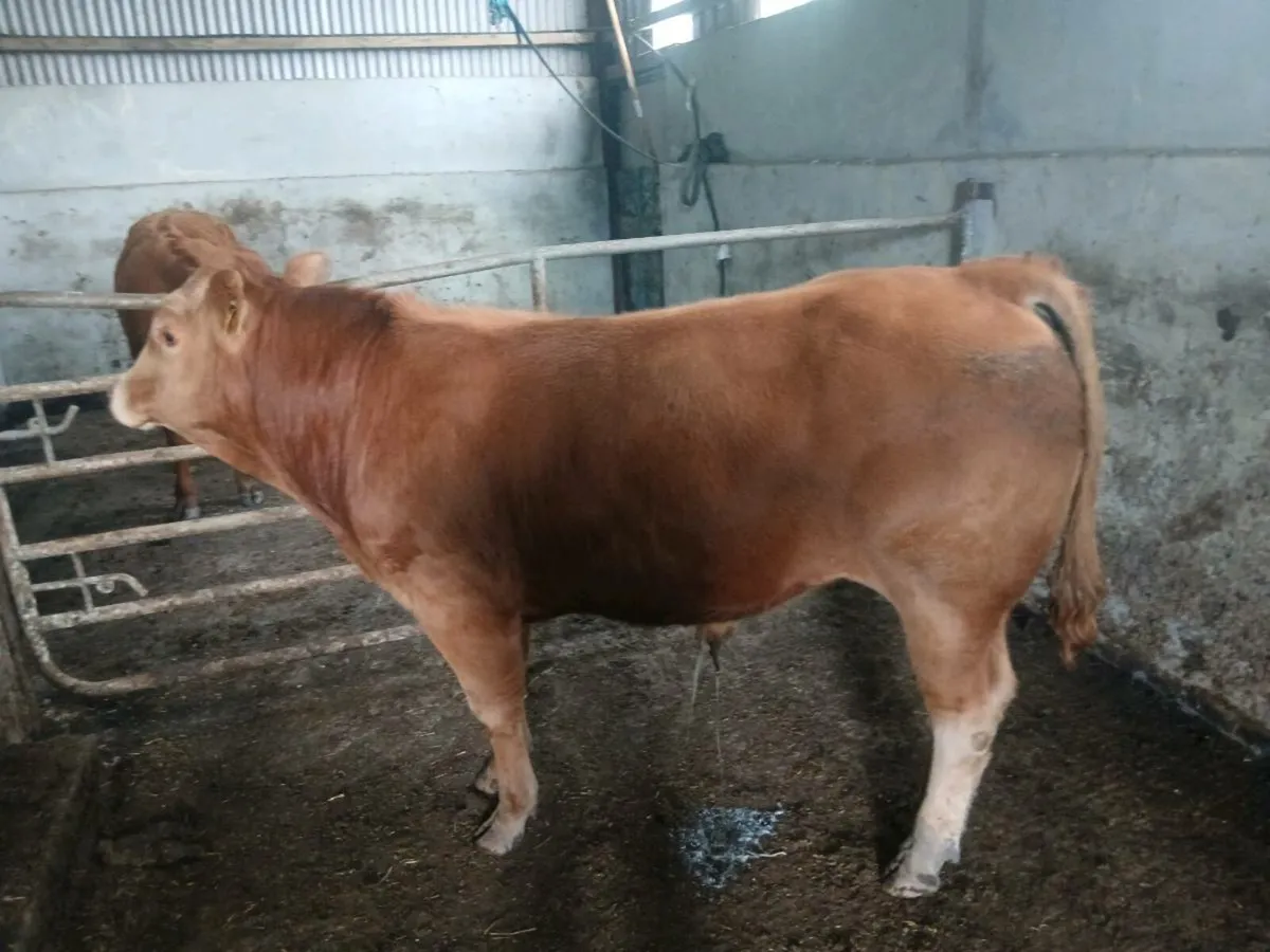 Bull - Image 1