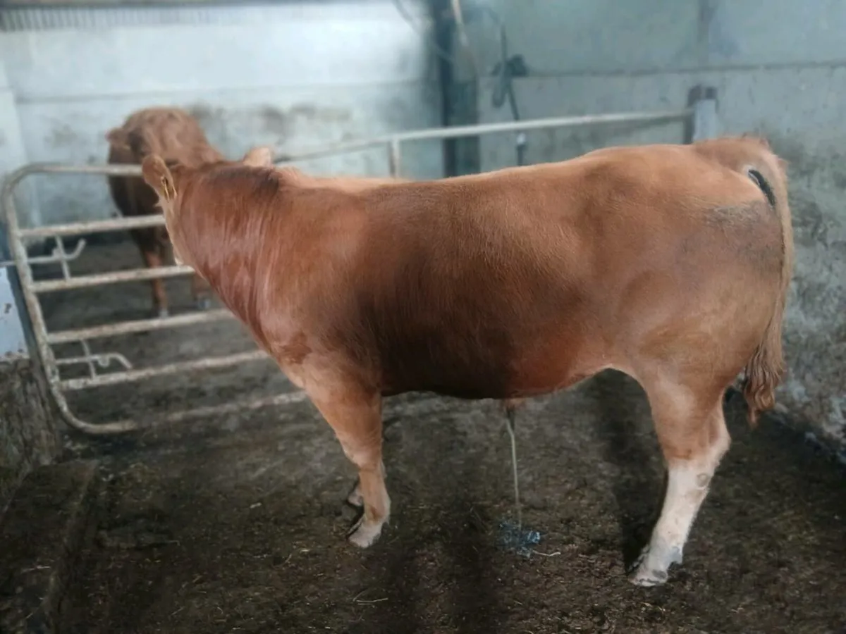 Bull - Image 2