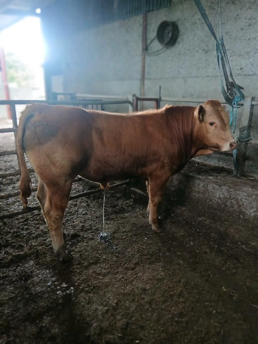 Bull - Image 3