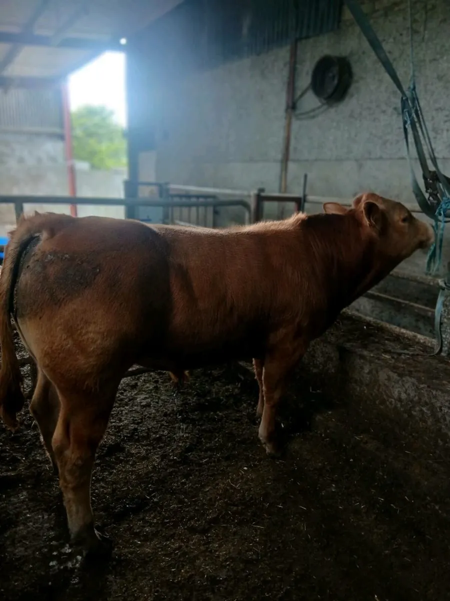 Bull - Image 4