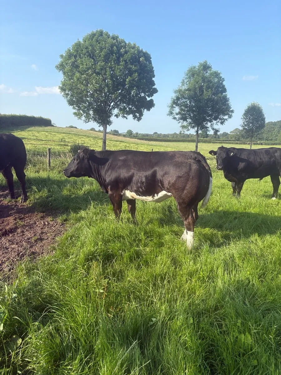 **BREEDING HEIFERS** - Image 3