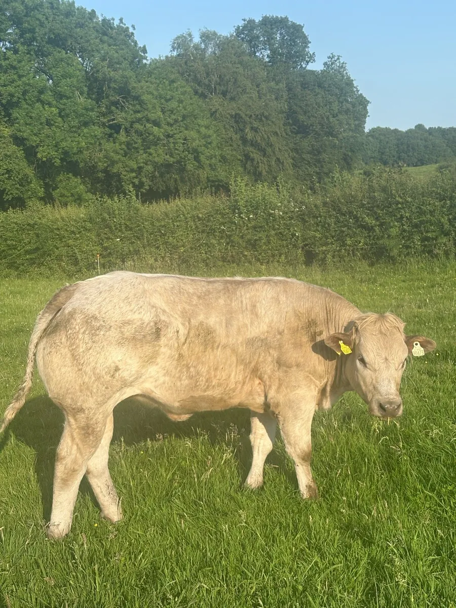 **BREEDING HEIFERS** - Image 4