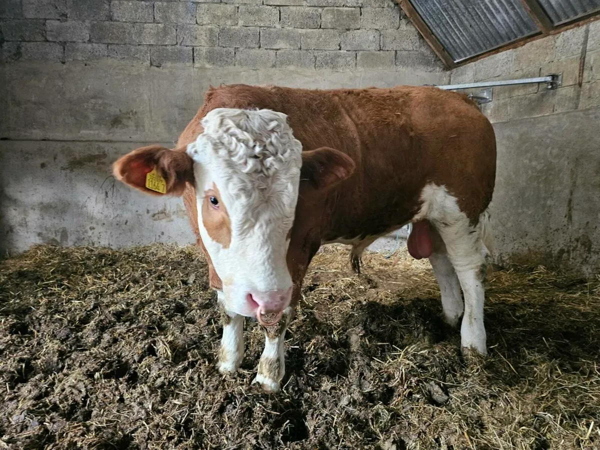 Pedigree sim bull - Image 2