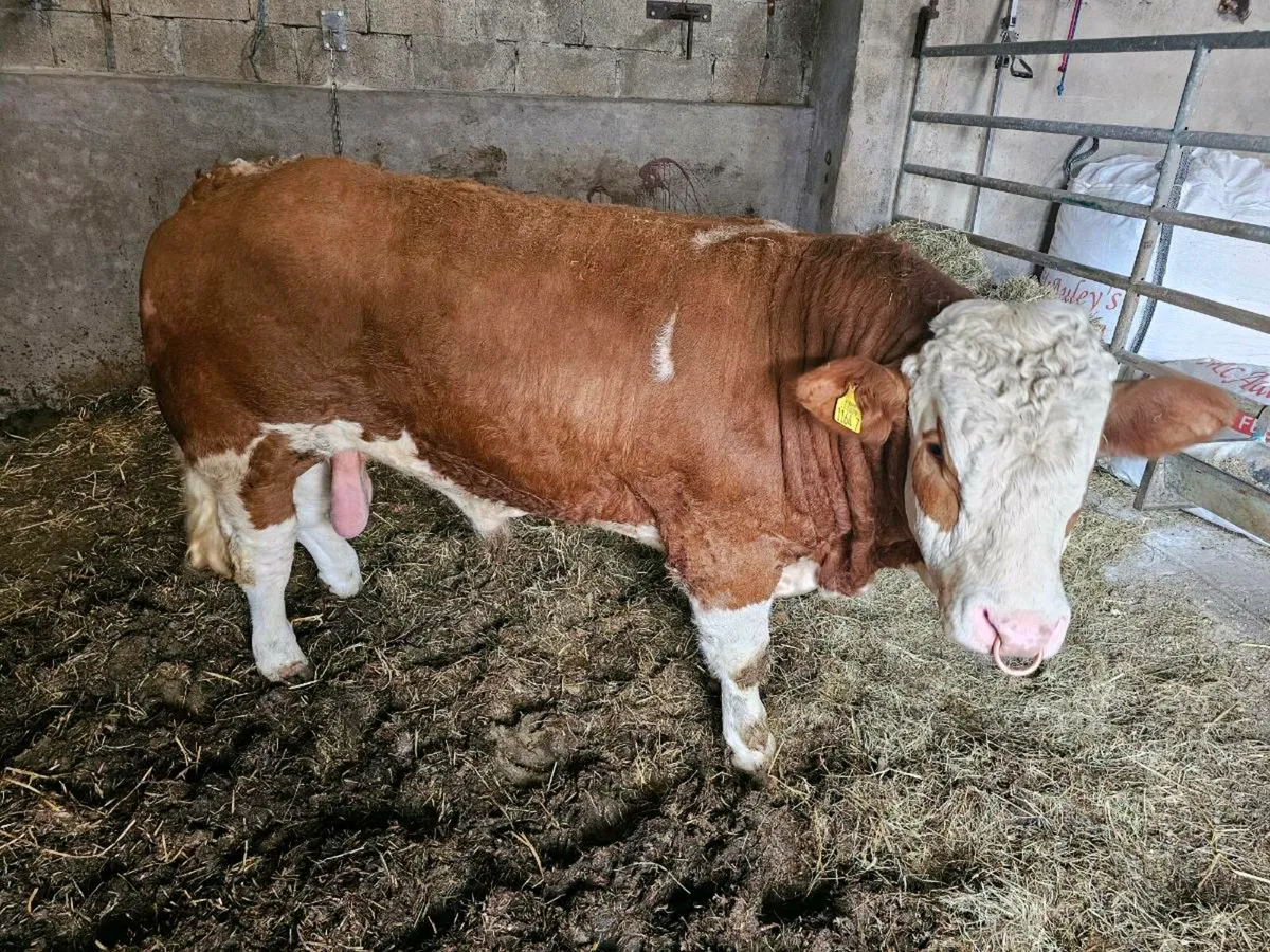 Pedigree sim bull - Image 3