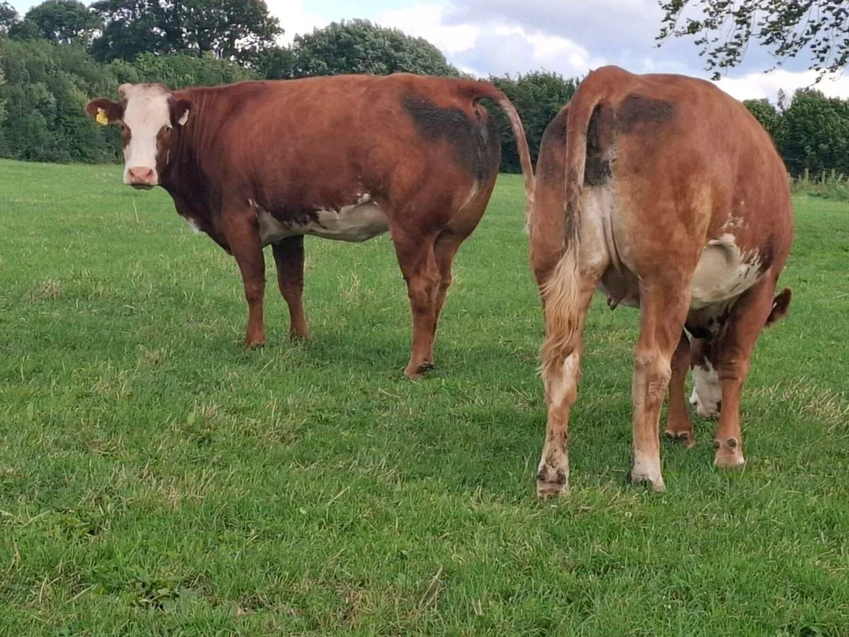 Quality springer heifers calving July/August - Image 2