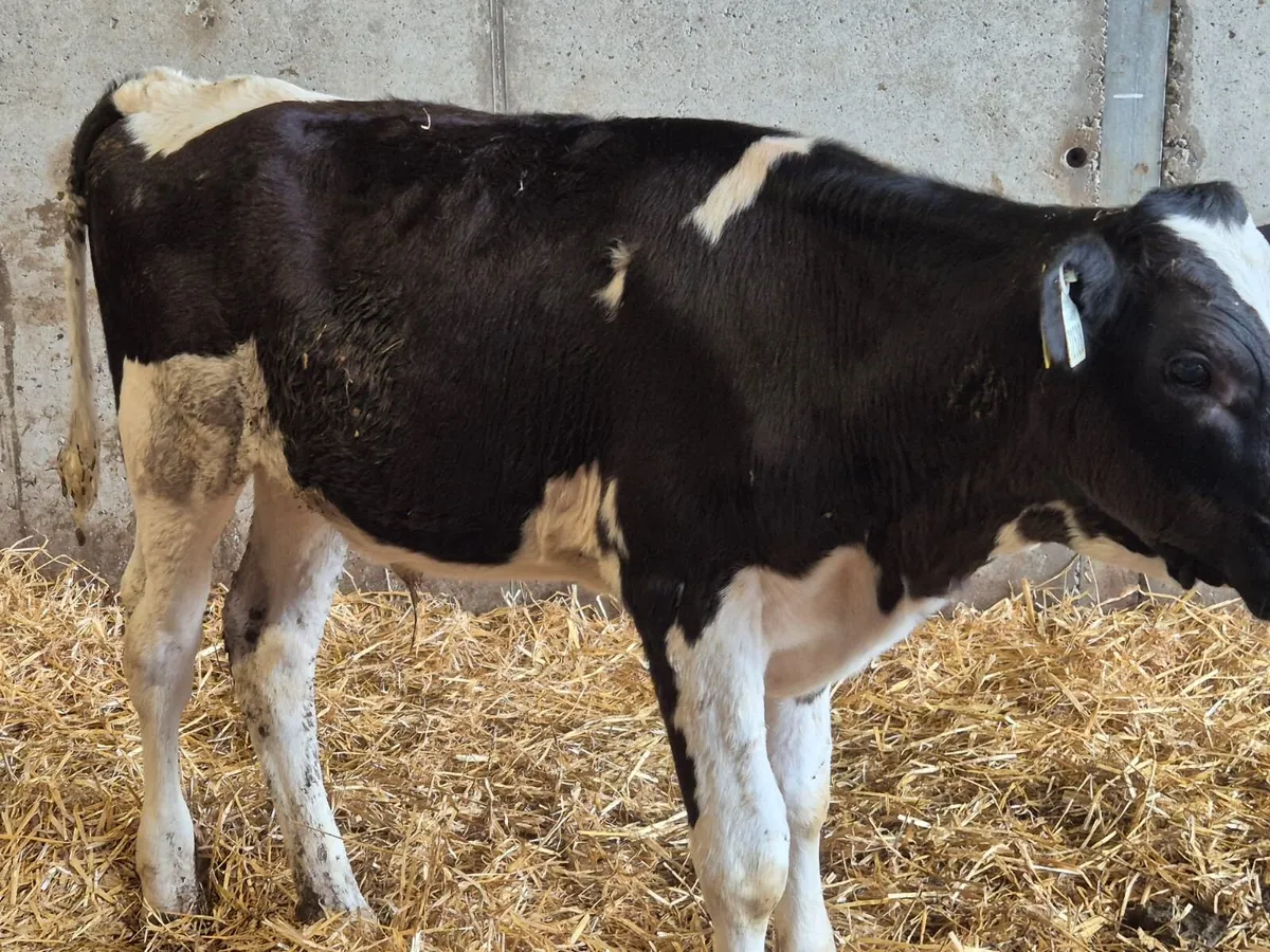 Pedigree Bull Calf - Image 2