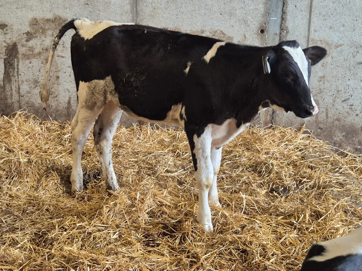 Pedigree Bull Calf - Image 3