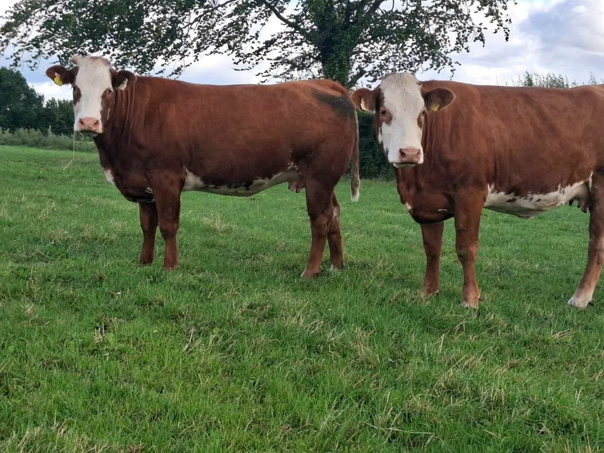Quality springer heifers calving July/August - Image 3