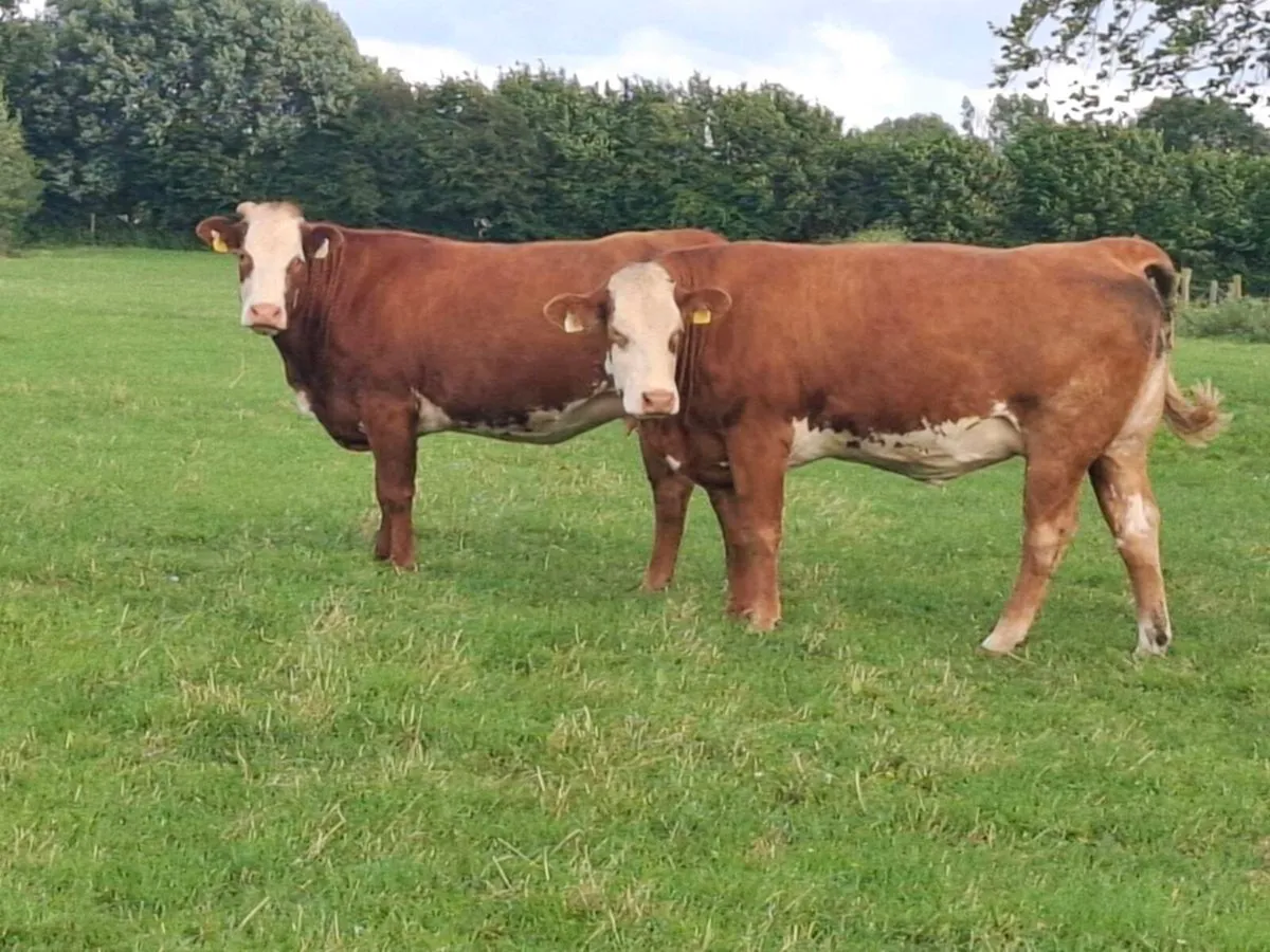 Quality springer heifers calving July/August - Image 4