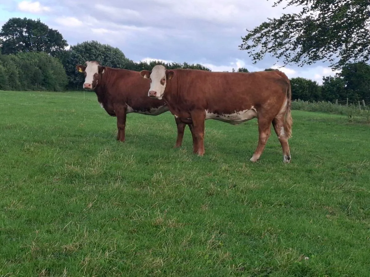 Quality springer heifers calving July/August - Image 1