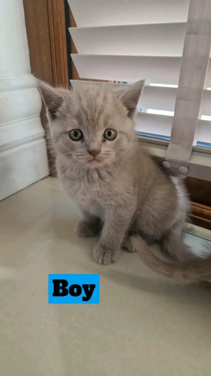 British shorthair kittens - Image 1