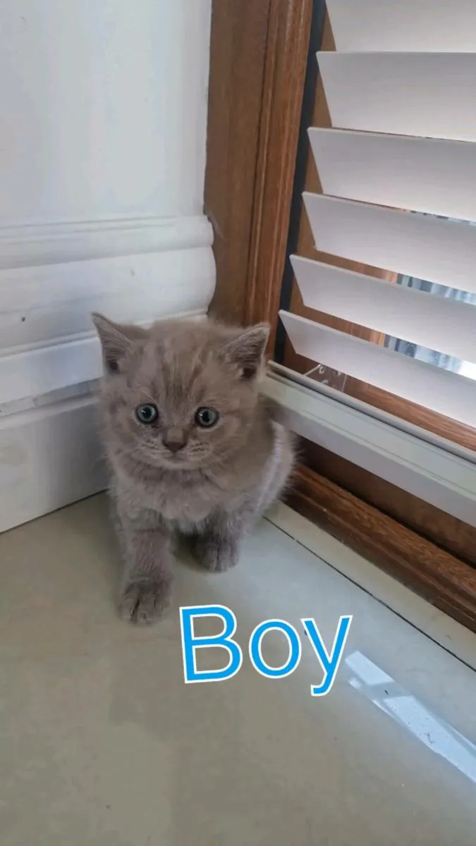 British shorthair kittens - Image 2