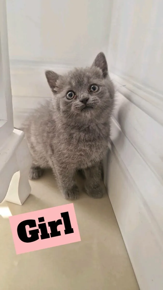 British shorthair kittens - Image 3