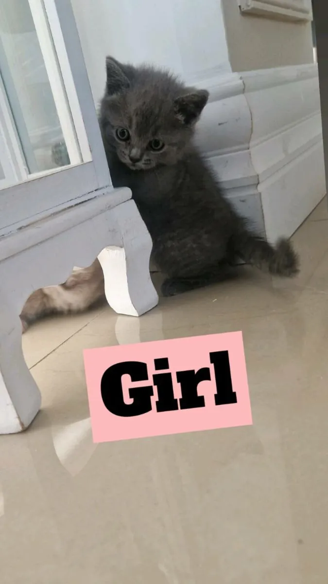 British shorthair kittens - Image 4