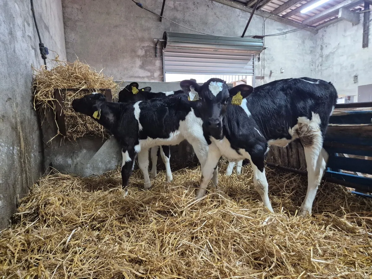 3 PBR Heifer Calves - Image 1