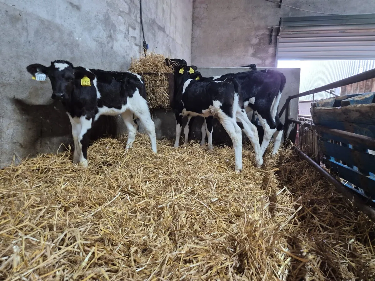 3 PBR Heifer Calves - Image 2