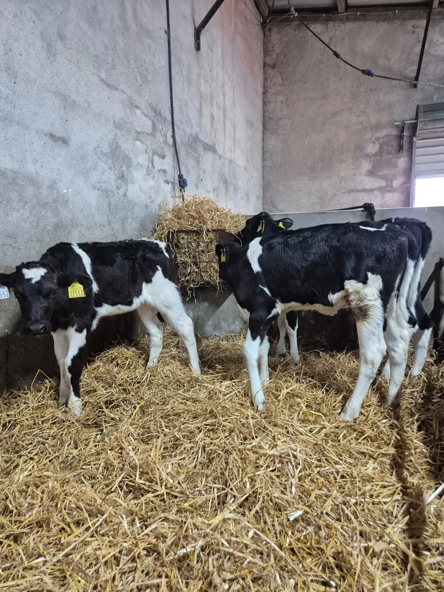 3 PBR Heifer Calves - Image 3