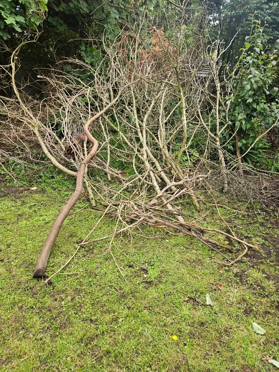 Wood for fire