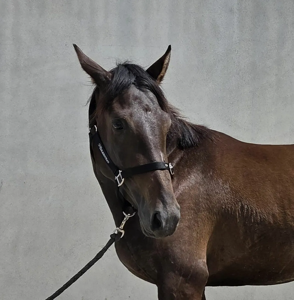3Yr Old Filly - Image 1