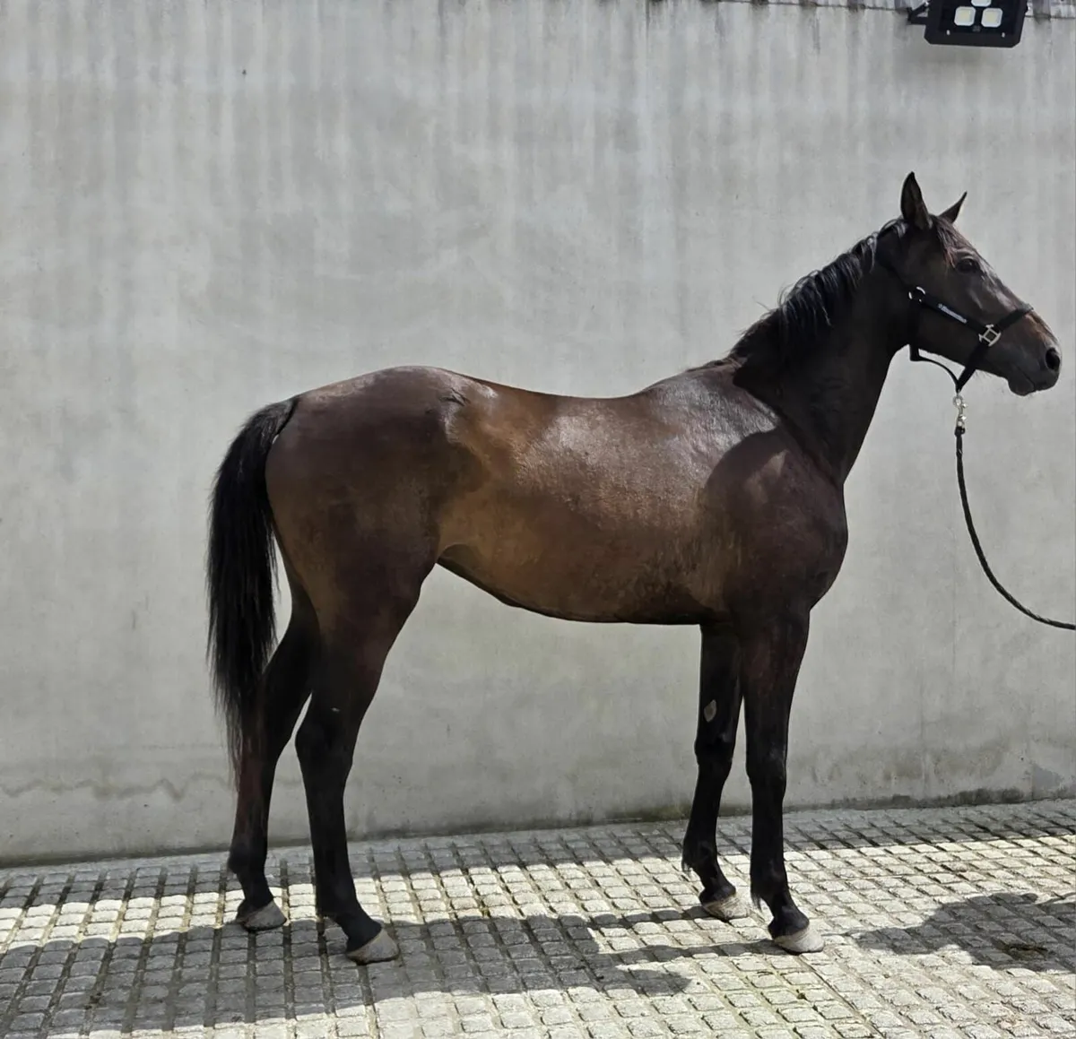 3Yr Old Filly - Image 3
