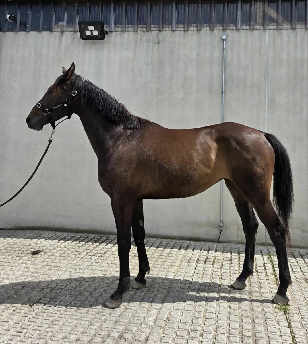 3Yr Old Filly - Image 4