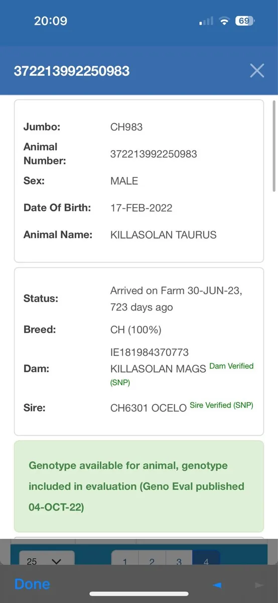 Charolais bull - Image 3