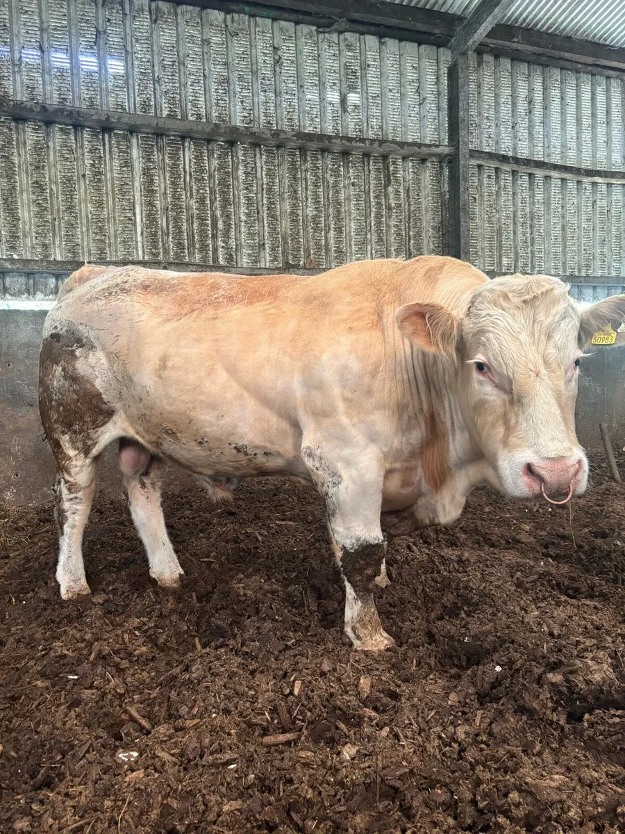 Charolais bull - Image 1