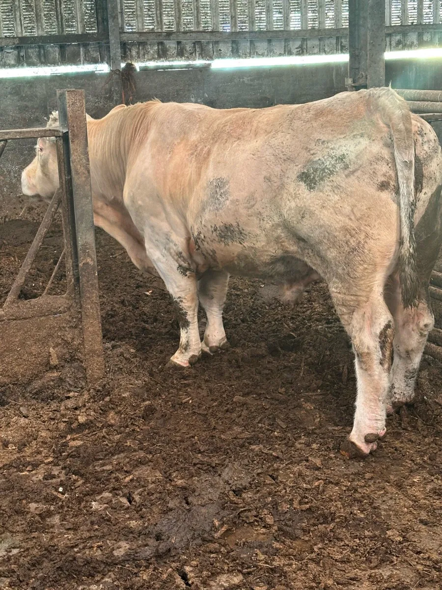 Charolais bull - Image 2