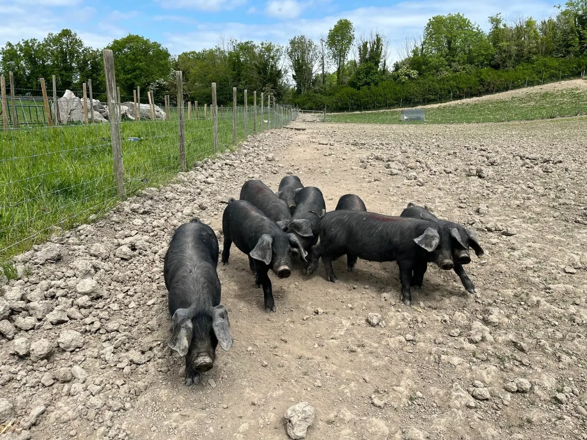 Pedigree Large Black Weaners