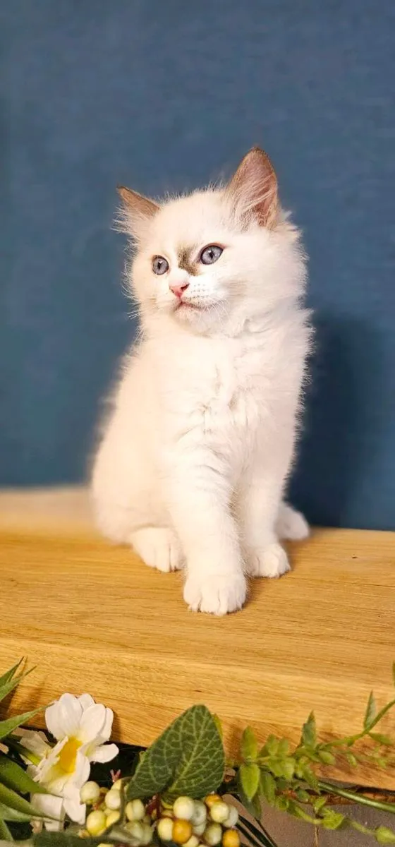 Ragdoll kittens - Image 3