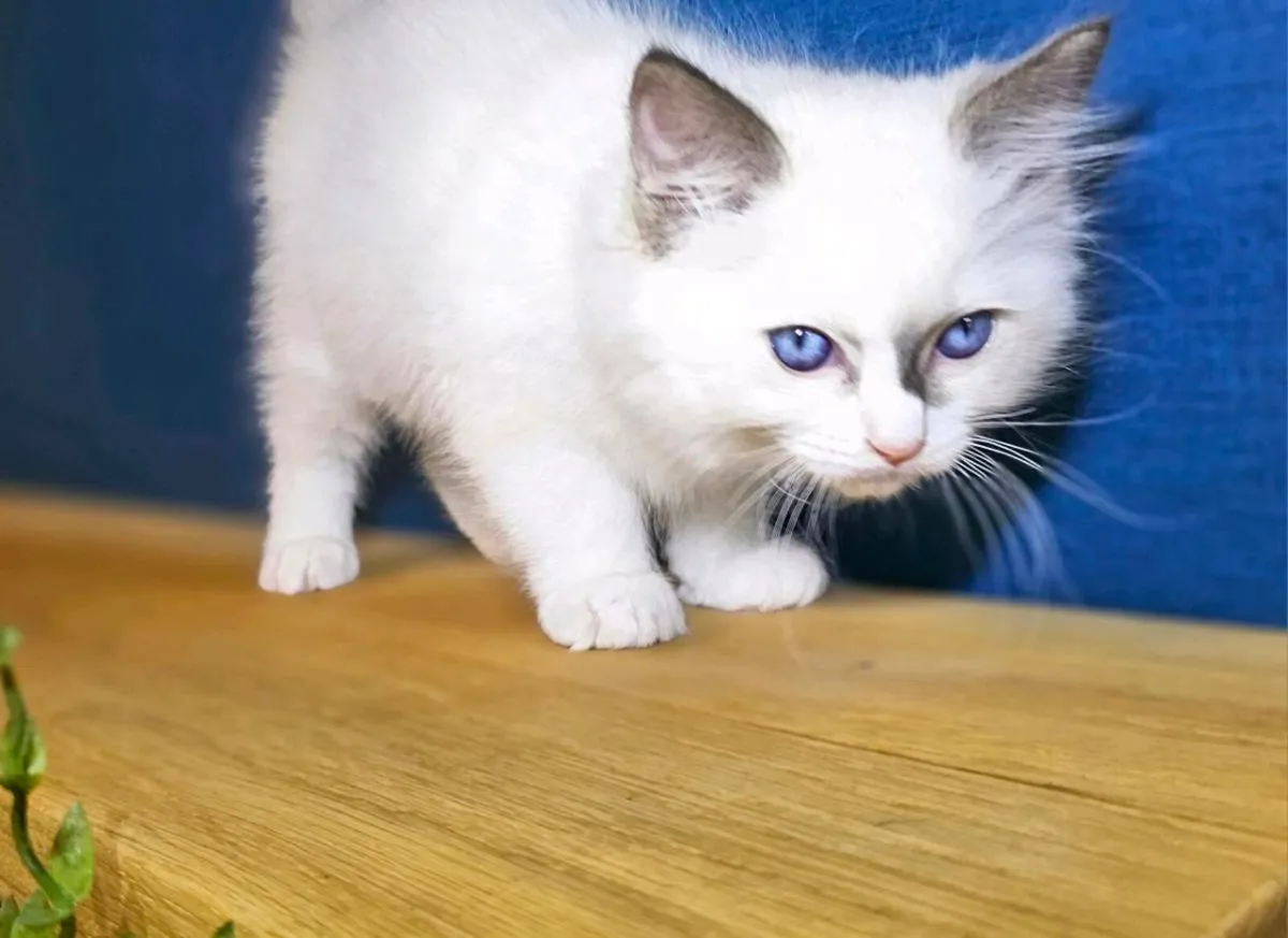 Ragdoll kittens - Image 4