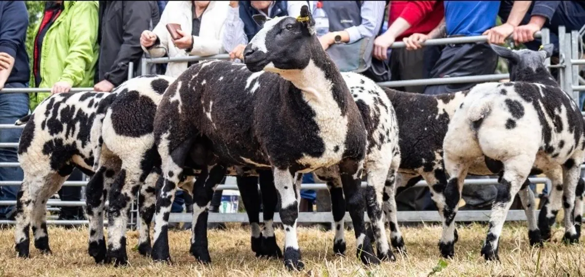 Dutch Spotted Sheep - Image 2