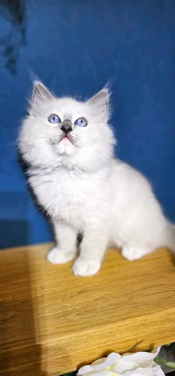 Ragdoll kittens - Image 1