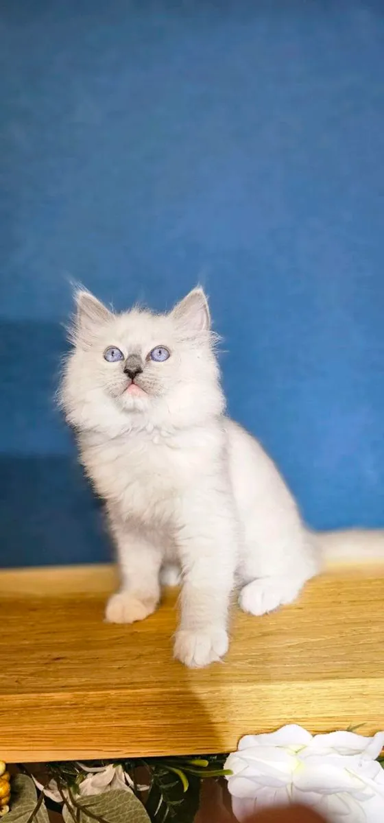 Ragdoll kittens - Image 2