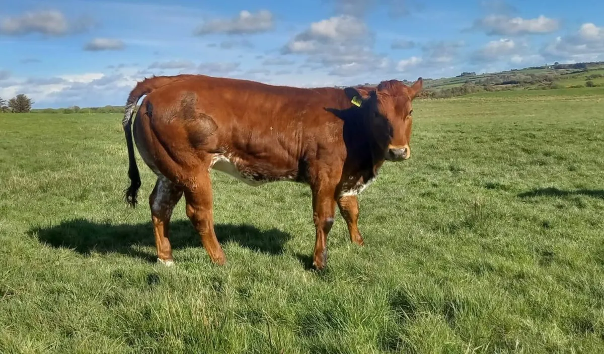 Roan EBY Heifer - Ennis Mart 24th June. - Image 1